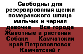 Свободны для резервирования щенки померанского шпица мальчик и черная девочка  - Все города Животные и растения » Собаки   . Камчатский край,Петропавловск-Камчатский г.